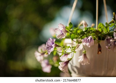 Baskets Of Hanging Petunia Flowers On Balcony