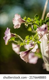 Baskets Of Hanging Petunia Flowers On Balcony