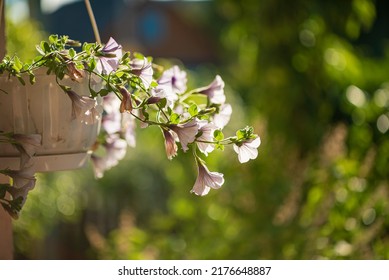 Baskets Of Hanging Petunia Flowers On Balcony