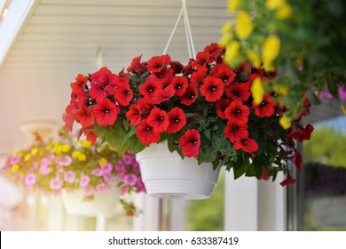 Baskets Of Hanging Petunia Flowers On Balcony. Petunia Flower In Ornamental Plant.