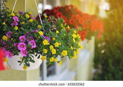Baskets of hanging petunia flowers on balcony. Petunia flower in ornamental plant. - Shutterstock ID 633633362