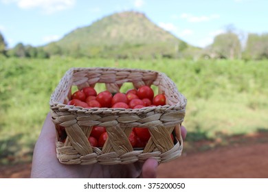 Baskets of tomatoes.
