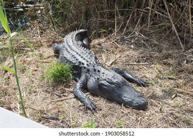 Basking Alligator In The Everglades