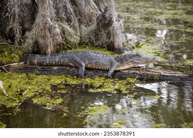 Basking american alligator in swamp.