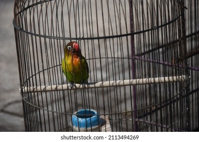 basking bird inside pet birdcage