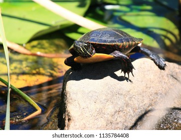 Basking Eastern Painted Turtle Stock Photo 1135784408 | Shutterstock