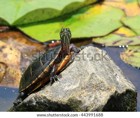 Basking Eastern Painted Turtle