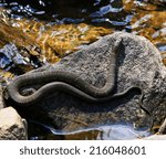 Basking Northern Water Snake