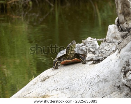 Basking painted aquatic turtle with yellow neck stripes and red-orange on the edge of its shell