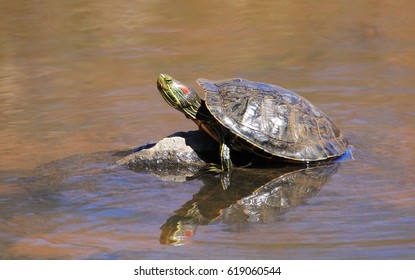 Basking Red-eared Slider Turtle
