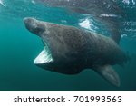 basking shark, cetorhinus maximus, Coll island, Scotland