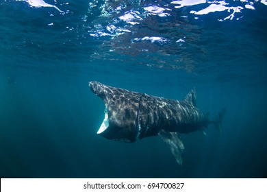basking shark, cetorhinus maximus, Coll island, Scotland - Shutterstock ID 694700827