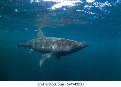 basking shark, cetorhinus maximus, Coll island, Scotland - Shutterstock ID 694943230