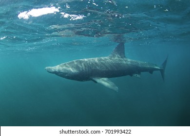 Basking Shark, Cetorhinus Maximus, Coll Island, Scotland