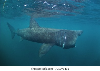 Basking Shark, Cetorhinus Maximus, Coll Island, Scotland