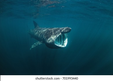 basking shark, cetorhinus maximus, Coll island, Scotland - Shutterstock ID 701993440