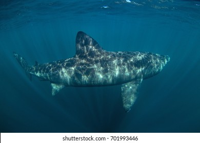 Basking Shark, Cetorhinus Maximus, Coll Island, Scotland