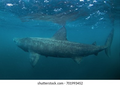 Basking Shark, Cetorhinus Maximus, Coll Island, Scotland