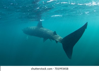 Basking Shark, Cetorhinus Maximus, Coll Island, Scotland