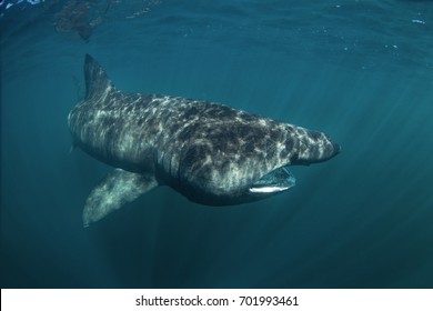 Basking Shark, Cetorhinus Maximus, Coll Island, Scotland