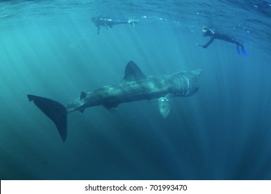 basking shark, cetorhinus maximus, Coll island, Scotland - Shutterstock ID 701993470