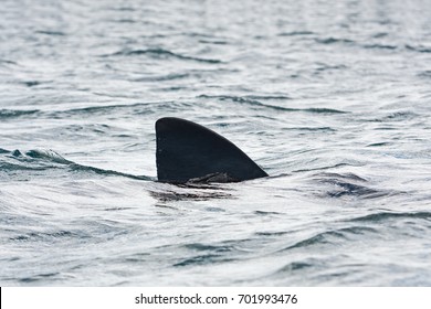 Basking Shark, Cetorhinus Maximus, Coll Island, Scotland