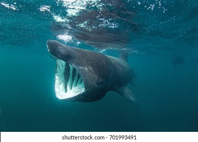 basking shark, cetorhinus maximus, Coll island, Scotland - Shutterstock ID 701993491