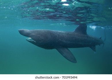 basking shark, cetorhinus maximus, Coll island, Scotland - Shutterstock ID 701993494