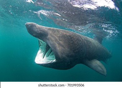 Basking Shark, Cetorhinus Maximus, Coll Island, Scotland