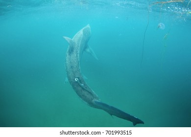 Basking Shark, Cetorhinus Maximus, Coll Island, Scotland