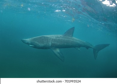 Basking Shark Cetorhinus Maximus Coll Island Stock Photo 701993599 ...