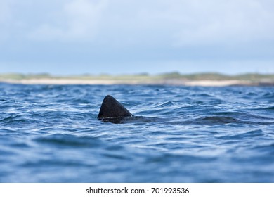 Basking Shark, Cetorhinus Maximus, Coll Island, Scotland