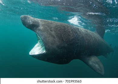 basking shark, cetorhinus maximus, Coll island, Scotland - Shutterstock ID 701993563