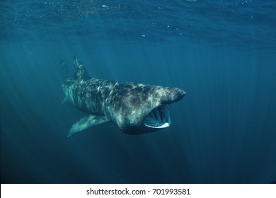 Basking Shark, Cetorhinus Maximus, Coll Island, Scotland