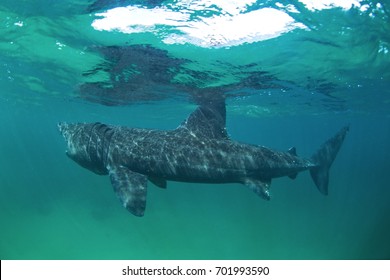 basking shark, cetorhinus maximus, Coll island, Scotland - Shutterstock ID 701993590