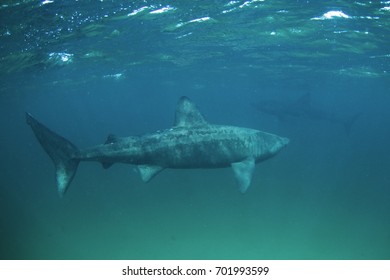 Basking Shark, Cetorhinus Maximus, Coll Island, Scotland