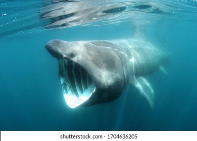 A basking shark off the coast of Cornwall - Shutterstock ID 1704636205
