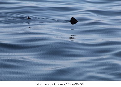 Basking Shark Sighting