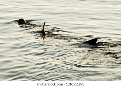 basking shark swimming during sunset - Shutterstock ID 1810511995
