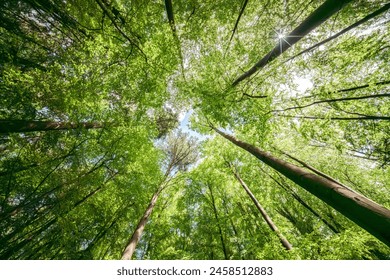 Basking in the suns rays, surrounded by a canopy of trees in a lush forest, the intricate patterns of branches and leaves create a symphony of natural beauty - Powered by Shutterstock