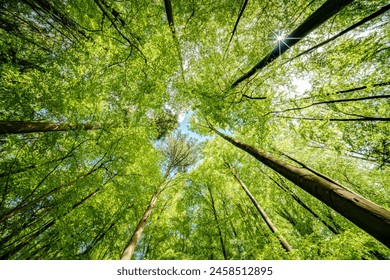 Basking in the suns rays, surrounded by a canopy of trees in a lush forest, the intricate patterns of branches and leaves create a symphony of natural beauty