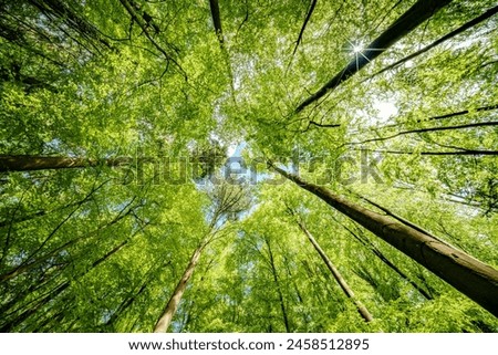 Basking in the suns rays, surrounded by a canopy of trees in a lush forest, the intricate patterns of branches and leaves create a symphony of natural beauty