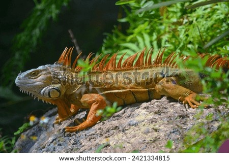 Basking in the warm sunlight, the Iguana showcases a spectrum of colors that seem to dance in harmony with the dappled sunlight filtering through the surrounding foliage. Its scales, ranging from eart