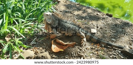Basking in the warmth of the sun, the iguana displays a sunlit spectacle. Its body, adorned with scales, absorbs the radiant energy, creating a scene of reptilian relaxation and solar rejuvenation