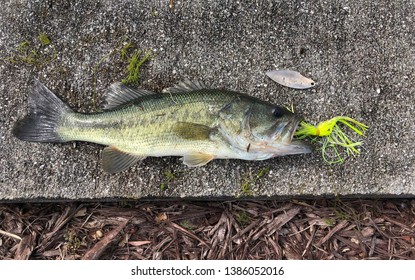 A Bass Is Caught On A Spinnerbait In The Early Spring At A Campground In Easter North Carolina