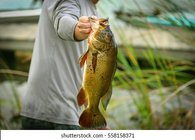 Bass Fish