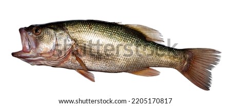 bass fish isolated on white.

bass fish isolated on white background.

High Quality.

High Detail.