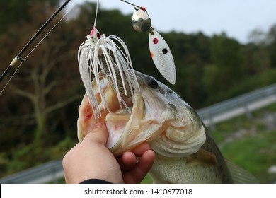 Bass Fish With A Lure Hanging Out Of Its Mouth.