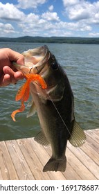 Bass Fish With Lure In Its Mouth.