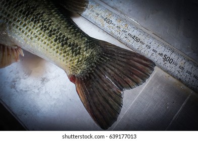 Bass Fish Measure